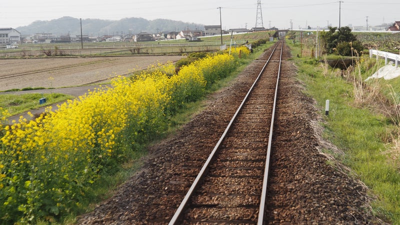 春-樽見鉄道2024-3