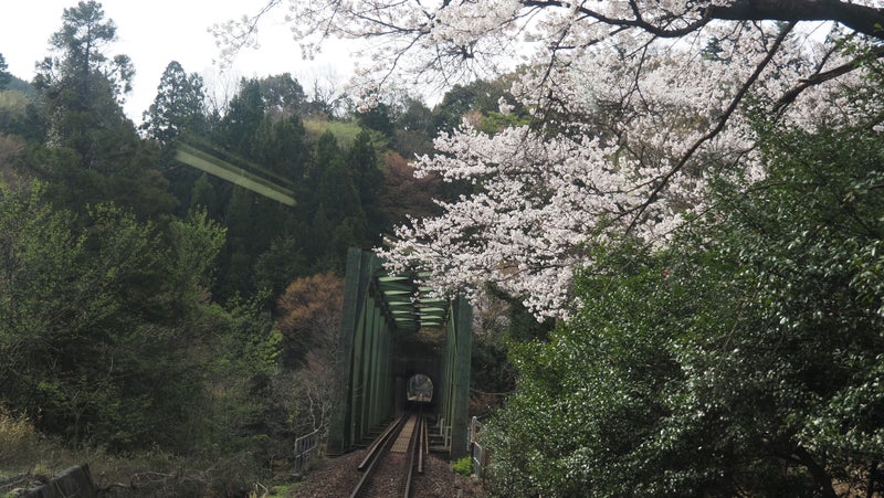 春-樽見鉄道2024-8