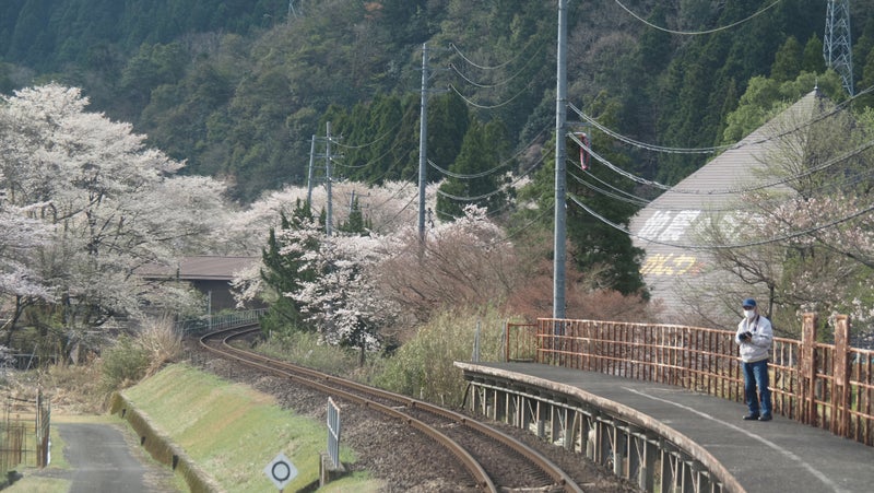 春-樽見鉄道2024-2
