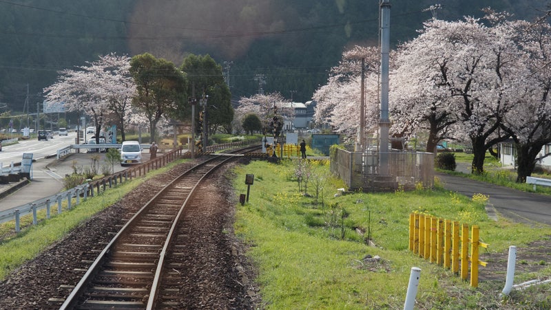 春-樽見鉄道2024-7