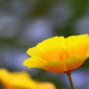 萼はどこ・・・　花菱草(ハナビシソウ/カリフォルニアポピー/エスコルチア・カリフォルニア)の画像