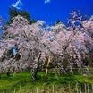 京都御苑の桜 ③