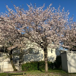 画像 ご近所の桜 の記事より 3つ目