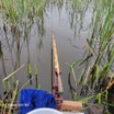 印旛沼のへら鮒釣り