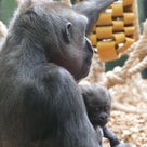 新しい爬虫類館とゴリラの赤ちゃん達etc. @ロンドン動物園の記事より