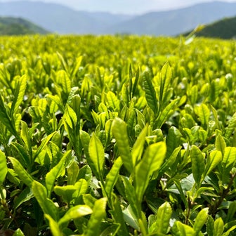 新緑を求めて『池田山いび茶ルート』へ