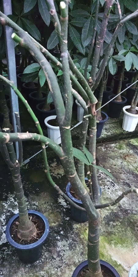 パキラ仕立て直し | 「観葉植物生産者」のブログ