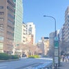 恵比寿 明治通りの桜 2024.3.31の画像
