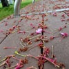 桜蘂が座るベンチの画像