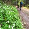 高尾山／４月の花探しハイキング♪②の画像