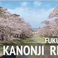 福島県、観音寺川の桜並木：春の訪れを告げる桃源郷