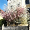 二色の桜の画像