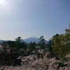 満開の桜の画像