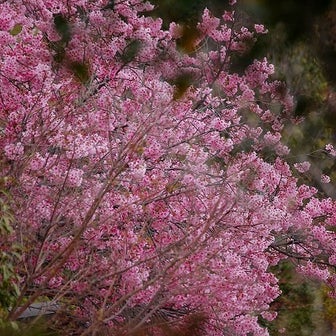 花を愛する山上の寺院の桜と春の花たち