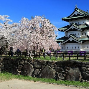 弘前公園 快晴の下で満開の桜を堪能の画像