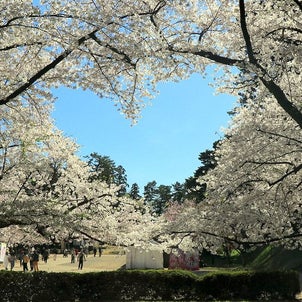 弘前公園の映えスポット 桜のハート♥の画像