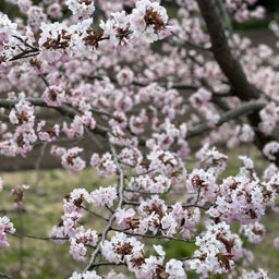画像 桜咲きました の記事より 2つ目