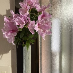 画像 ご近所さまから大量のお花をもらいました の記事より 3つ目
