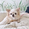 サポートファミリー募集犬の紹介　モコ編の画像