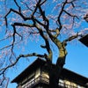 枝垂れ桜…力尽く…の画像