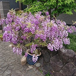画像 竹鼻別院の藤の花を見てきました の記事より 9つ目