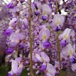 画像 竹鼻別院の藤の花を見てきました の記事より 6つ目