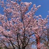 桜が やっと少しずつ咲いてきましたの画像