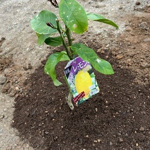 庭にブルーベリーとレモンの木を植えてみました(^▽^)の画像