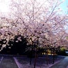 「続々 毎年逢いに行く桜たち」本法寺〜首途八幡宮〜近所　4月10日の画像