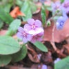 高尾山／４月の花探しハイキング♪③咲いていた花特集①の画像