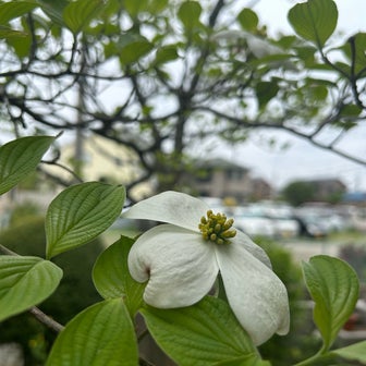 季節は進む〜中旬の山陰旅の前後で庭は激変…桜・花水木・鈴蘭・大紫