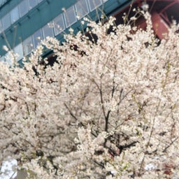 画像 札幌春散策　テレビ塔の下には(*˘︶˘*).｡* の記事より 8つ目
