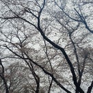 Yokota ✿ Sakura Spring Festival 2024の記事より