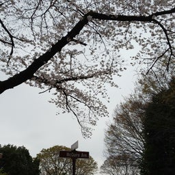 画像 Yokota ✿ Sakura Spring Festival 2024 の記事より 5つ目