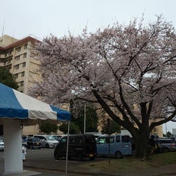 画像 Yokota ✿ Sakura Spring Festival 2024 の記事より 16つ目