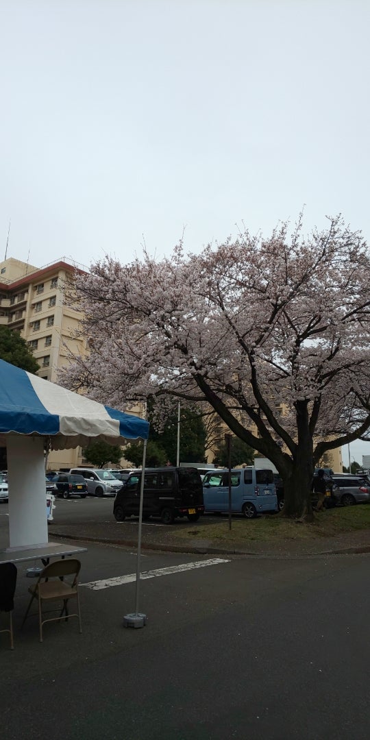 Yokota ✿ Sakura Spring Festival 2024の記事より