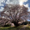 針山の天王桜満開です！！の画像