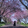 愛犬との大切な時間(八重桜)の画像