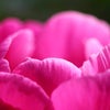 花の様に美しく　芍薬(シャクヤク/パエオニア・ラクチフローラ)の画像