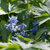 モスクワに春を告げる青い花！ - smc PENTAX-A☆ Macro 200㎜ F4 EDの画像