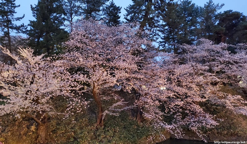 弘前城中濠で咲くソメイヨシノ