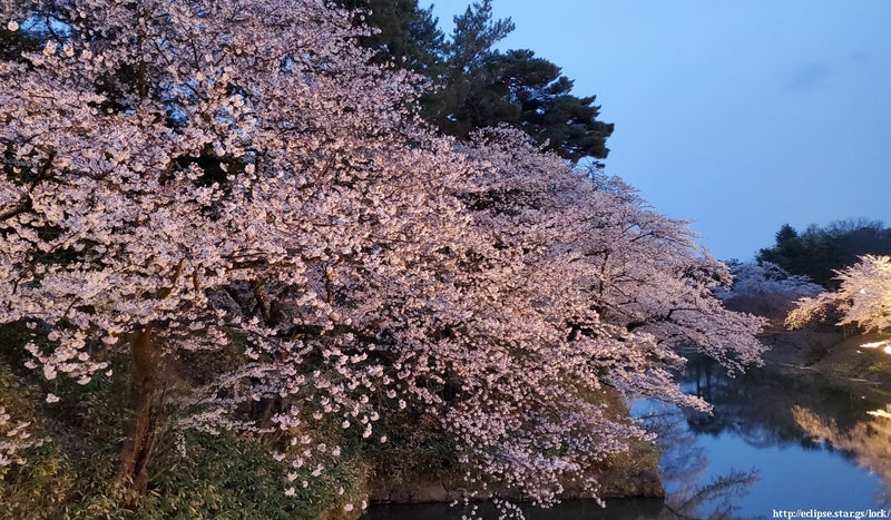 弘前城中濠に咲くソメイヨシノ