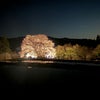 針山の天王桜ライトアップの画像