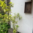 念願の「スイートオリーブ金木犀茶屋」@西荻窪 に初めて行ってパフェ食べて来ました！の記事より
