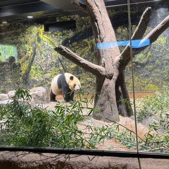 【上野動物公園】初めてパンダを見たよ！