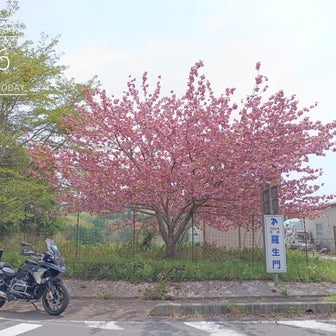 まだ桜が咲いている『羅生門さくら公園』へ行ってきました