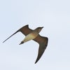 ツバメチドリの飛翔　１の画像