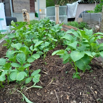 【野菜作り】箱畑でジャガイモが順調そうです。