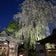 お花見：川越八幡神社『夜の部』