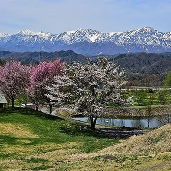 山の写真 (392)：春の信州
